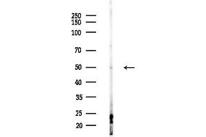 Western blot analysis of lysates from F10-LUC cells(heat-shock,45 min treatment), using NFYC Antibody at 1/1000 dilution.