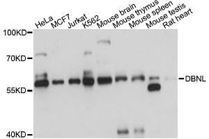 Western blot analysis of extracts of various cell lines, using DBNL antibody. (DBNL antibody)