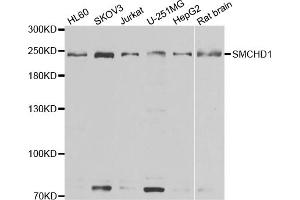 Western blot analysis of extracts of various cell lines, using SMCHD1 antibody (ABIN5974343) at 1/1000 dilution. (SMCHD1 antibody)