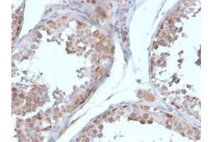 Formalin-fixed, paraffin-embedded human testis stained with Follistatin Mouse Monoclonal Antibody (FST/4281). (Follistatin antibody)