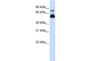 WB Suggested Anti-VISA Antibody Titration:  0.