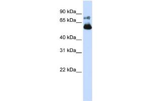WB Suggested Anti-VISA Antibody Titration:  0. (MAVS antibody  (N-Term))