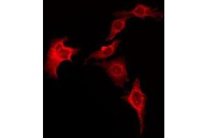 ABIN6276042 staining LOVO by IF/ICC. (HRH1 antibody  (Internal Region))