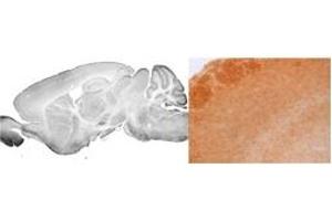 mouse bulbus (GABRA3 antibody  (Middle Region))