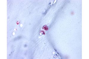 Anti-ACAN / Aggrecan antibody IHC of human cartilage. (Aggrecan antibody  (C-Term))