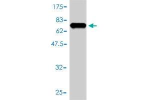 Western Blot detection against Immunogen (64.