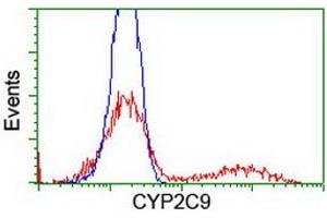 Image no. 3 for anti-Cytochrome P450, Family 2, Subfamily C, Polypeptide 9 (CYP2C9) antibody (ABIN1497725) (CYP2C9 antibody)