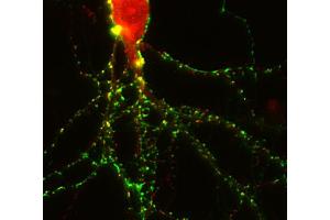 Immunostaining of a rat hippocampus neuron with anti-homer 3 (dilution 1 : 250; red) and anti-synapsin 1 (, dilution 1 : 500 green). (HOMER3 antibody  (AA 1-177))
