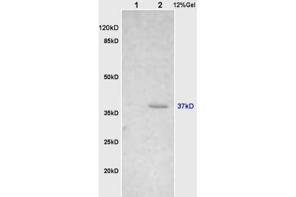 Cathepsin H antibody  (AA 71-170)