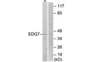 Western blot analysis of extracts from Jurkat cells, using EDG7 Antibody. (LPAR3 antibody  (AA 111-160))