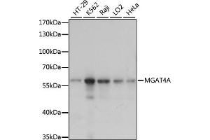 Western blot analysis of extracts of various cell lines, using MGA antibody (ABIN7268393) at 1:1000 dilution. (MGAT4A antibody  (AA 28-100))