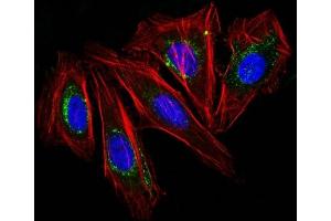 IF staining of HeLa cells using CF488 labeled CD63 Monoclonal Antibody (NKI/C3) (Green). (CD63 antibody  (CF®488A))