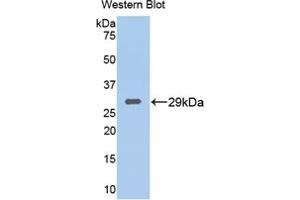 Figure. (TPSB2 antibody  (Biotin))
