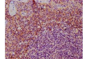 IHC image of ABIN7156884 diluted at 1:600 and staining in paraffin-embedded human tonsil tissue performed on a Leica BondTM system. (IL-3 antibody  (AA 20-152))