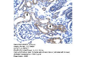 Human kidney (ZFAND6 antibody  (Middle Region))