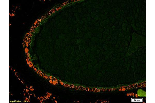 Indole 3 Acetic Acid antibody