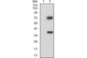 Western blot analysis using TUBE1 mAb against HEK293 (1) and TUBE1 (AA: 314-472)-hIgGFc transfected HEK293 (2) cell lysate.