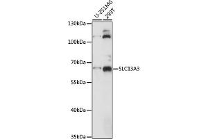 Western blot analysis of extracts of various cell lines, using SLC13 antibody (ABIN7270401) at 1:1000 dilution. (SLC13A3 antibody  (AA 160-240))