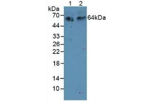 Figure. (TNFRSF11A antibody  (AA 31-214))