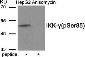 Western Blotting (WB) image for anti-Inhibitor of kappa Light Polypeptide Gene Enhancer in B-Cells, Kinase gamma (IKBKG) (pSer85) antibody (ABIN7138715)
