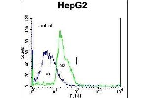 RPL15 Antibody (N-term) (ABIN656699 and ABIN2845932) flow cytometric analysis of K562 cells (right histogram) compared to a negative control cell (left histogram). (RPL15 antibody  (N-Term))