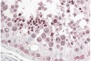 INADL  Antibody  staining of paraffin embedded Human Testis at 3. (PATJ antibody  (N-Term))