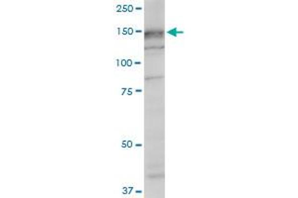 SRGAP1 antibody  (AA 952-1050)