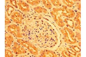 IHC image of ABIN7163572 diluted at 1:400 and staining in paraffin-embedded human kidney tissue performed on a Leica BondTM system. (PEAR1 antibody  (AA 932-1037))