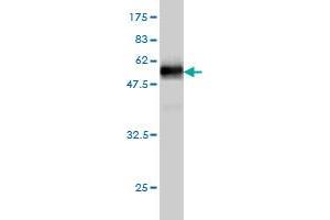 Western Blot detection against Immunogen (49. (HS1BP3 antibody  (AA 1-213))