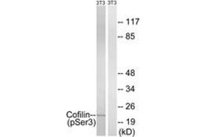 Western blot analysis of extracts from NIH-3T3 cells treated with paclitaxel 1uM 24hours, using Cofilin (Phospho-Ser3) Antibody. (Cofilin antibody  (pSer3))