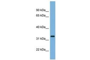 Image no. 1 for anti-Peroxisomal Biogenesis Factor 11 alpha (PEX11A) (AA 35-84) antibody (ABIN6744824) (PEX11A antibody  (AA 35-84))