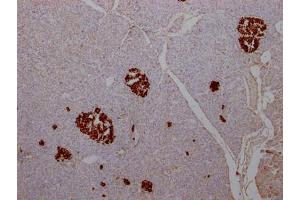 IHC image of ABIN7127574 diluted at 1:100 and staining in paraffin-embedded human pancreatic tissue performed on a Leica BondTM system. (Recombinant Insulin antibody)