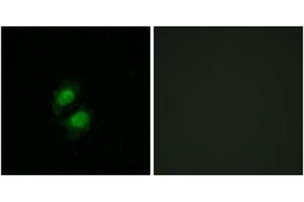 ZNF95 antibody  (AA 291-340)