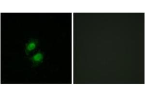Immunofluorescence analysis of A549 cells, using ZNF95 Antibody. (ZNF95 antibody  (AA 291-340))