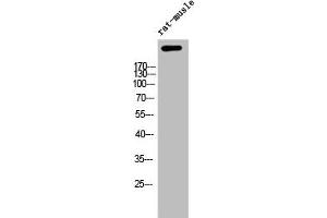 Western Blot analysis of RAT-MUSCLE cells using APC Polyclonal Antibody (APC antibody  (C-Term))