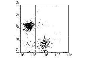 Image no. 1 for anti-Kyphoscoliosis Peptidase (KY) antibody (ABIN135460) (Kyphoscoliosis Peptidase antibody)