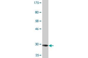 Western Blot detection against Immunogen (32. (ADAM29 antibody  (AA 339-398))