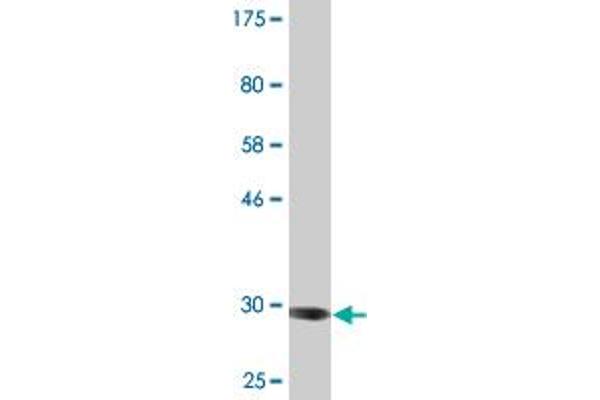 ADAM29 antibody  (AA 339-398)