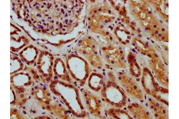 MEAF6 antibody  (AA 113-174)