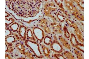 IHC image of ABIN7147685 diluted at 1:200 and staining in paraffin-embedded human kidney tissue performed on a Leica BondTM system.