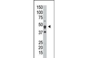 Antibody is used in Western blot to detect DUSP6 in HeLa cell lysate. (DUSP6 antibody  (AA 58-89))