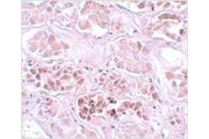 Immunohistochemistry of SCRN1 in human kidney tissue with SCRN1 antibody at 5 μg/ml. (Secernin 1 antibody  (C-Term))