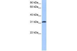 WB Suggested Anti-ATF1 Antibody Titration:  0. (AFT1 antibody  (Middle Region))