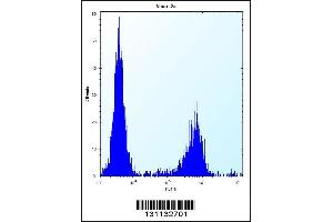 Flow cytometric analysis of Neuro-2a cells (right histogram) compared to a negative control cell (left histogram). (MAN2A2 antibody  (AA 767-796))