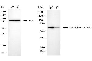 Western blotting analysis using cell division cycle 45 antibody (ABIN7798015).