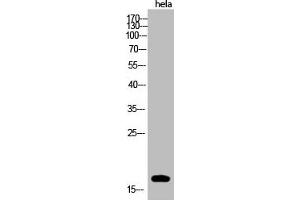 Western Blot analysis of hela cells using Acetyl-Histone H3 (K123) Polyclonal Antibody (HIST1H3A/HIST2H3A/H3F3A/H3F3C (H3K123ac) antibody)