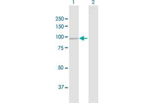 DDX50 antibody  (AA 1-737)