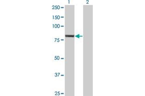 EXOC3 antibody  (AA 646-745)