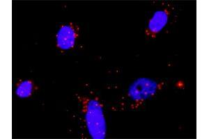 Proximity Ligation Analysis of protein-protein interactions between FGFR2 and FGF23. (FGF23 antibody  (AA 1-251))
