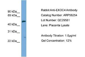 WB Suggested Anti-EXOC4  Antibody Titration: 0.
